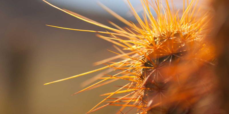 网络技术27：后端开发者必备的免费工具与资源全分享