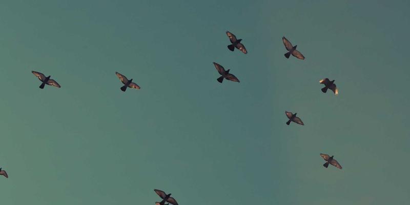 解锁前端开发效率：5款不可错过的免费网络技术工具